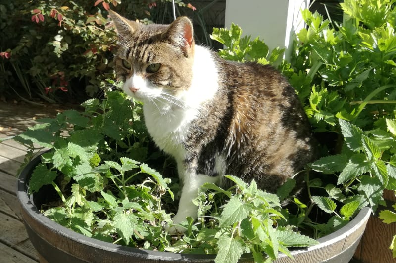 Picture of cat sitting in catnip pot